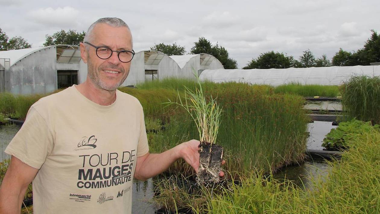 ses-roseaux-ecolos-sont-gourmands-de-polluants